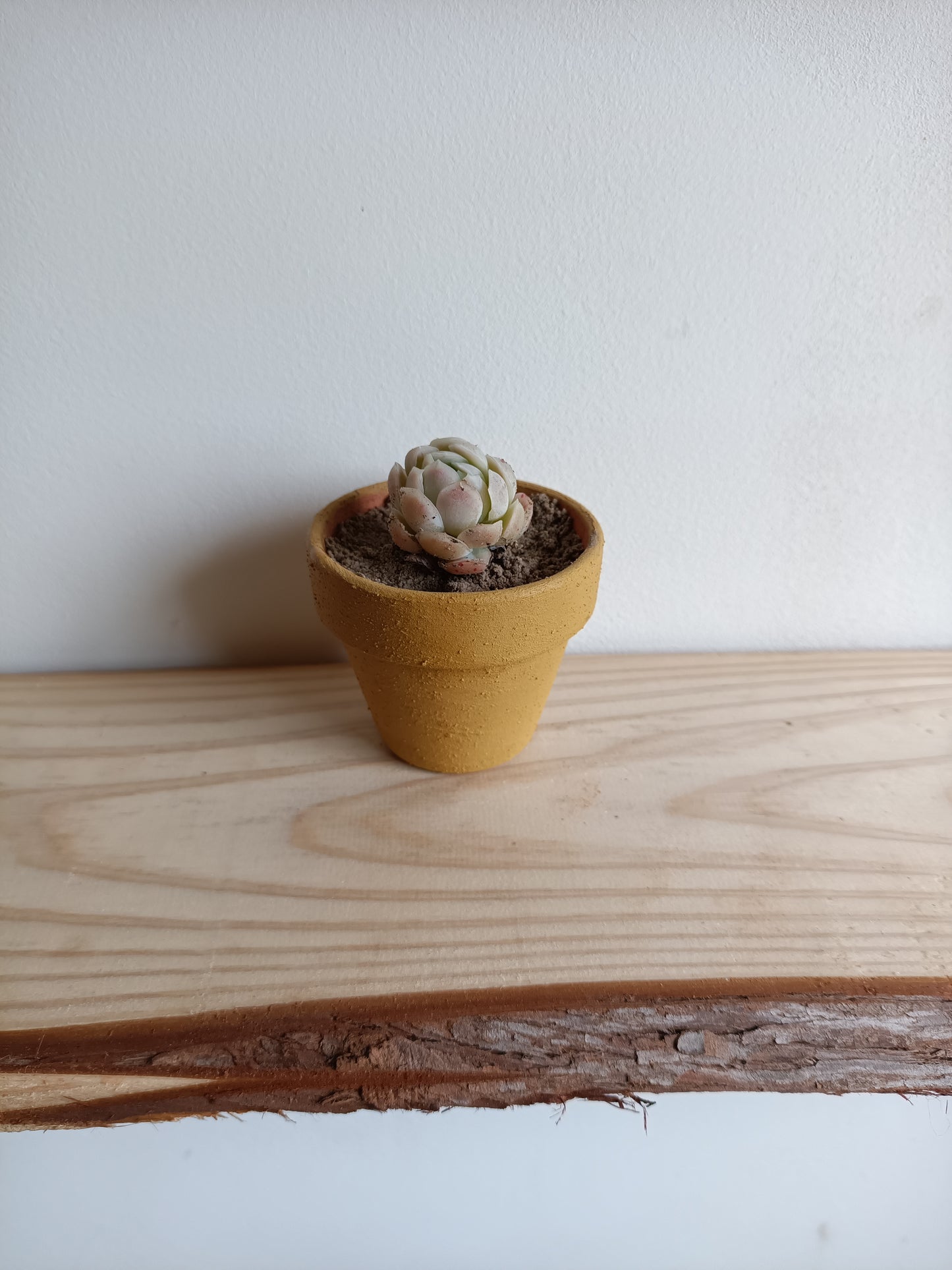 Mini vasos em barro com Suculenta – Pintado com Geotintas Naturais