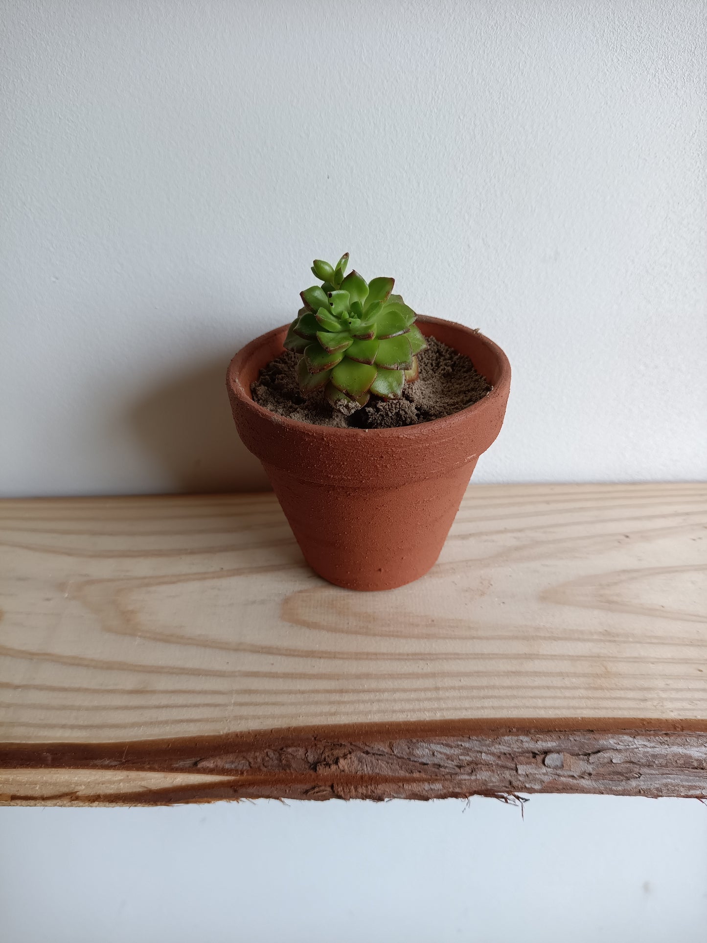 Vaso em de Barro com Suculenta – Pintado com Geotintas Naturais