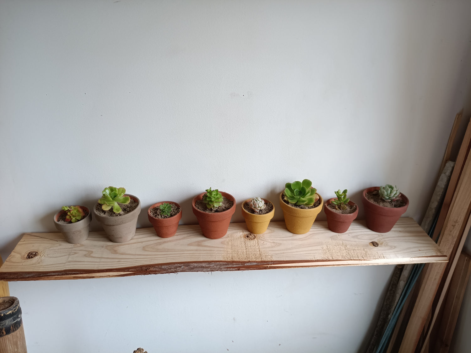 Plantas e Coroas