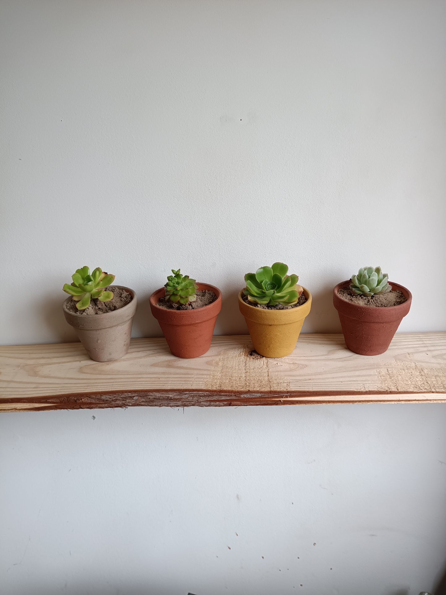Vaso em de Barro com Suculenta – Pintado com Geotintas Naturais
