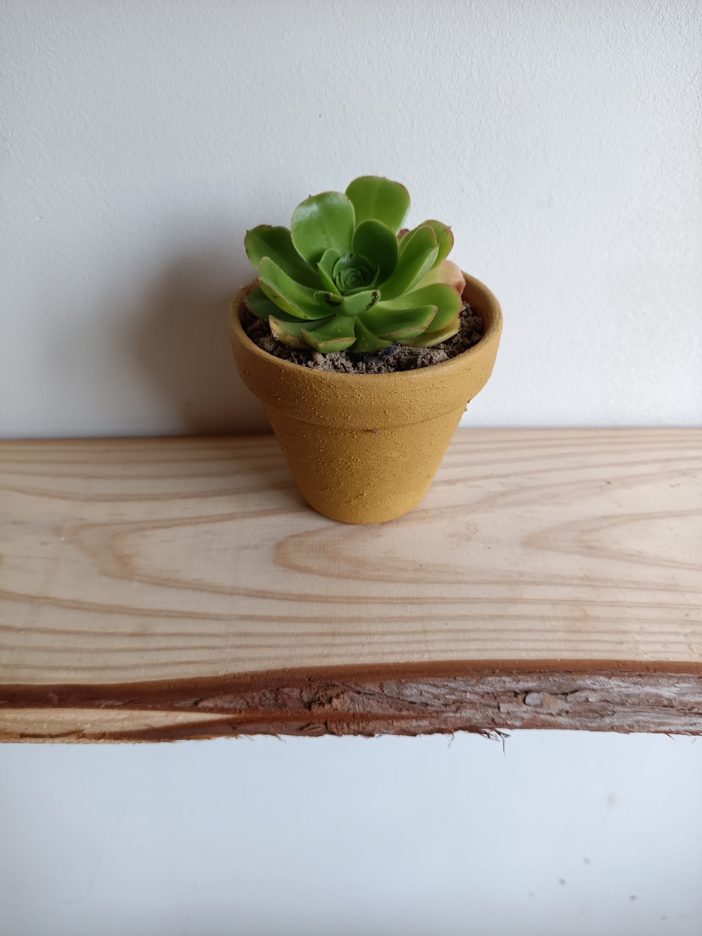 Vaso em de Barro com Suculenta – Pintado com Geotintas Naturais