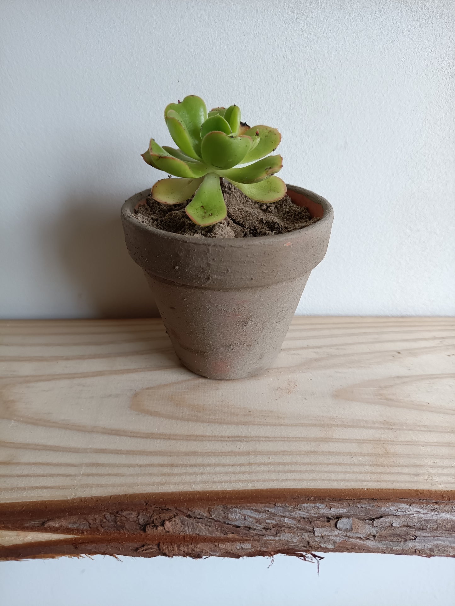 Vaso em de Barro com Suculenta – Pintado com Geotintas Naturais