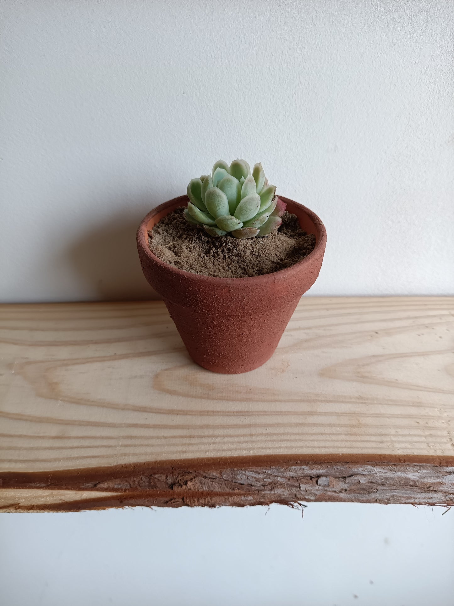 Vaso em de Barro com Suculenta – Pintado com Geotintas Naturais