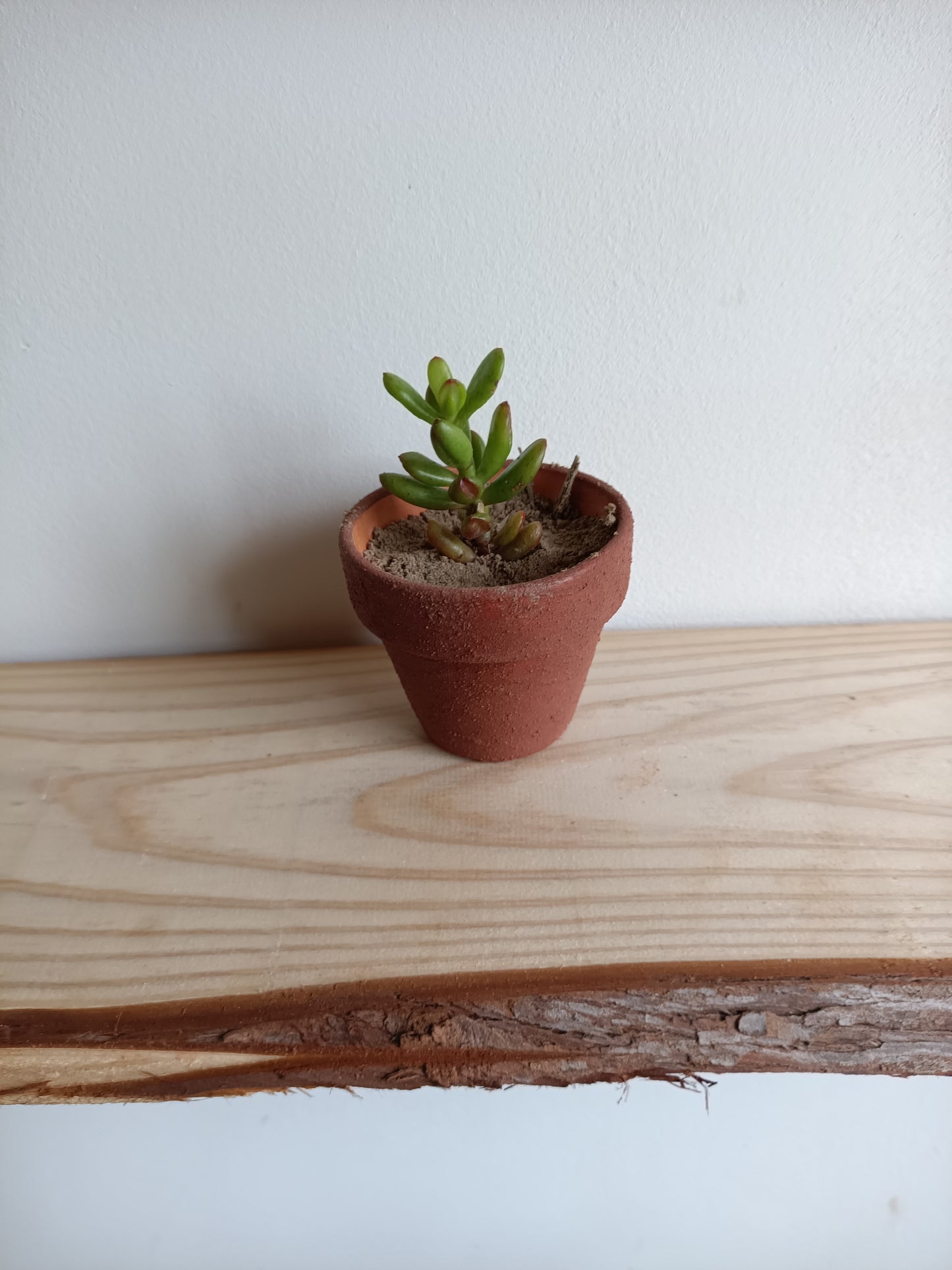 Mini vasos em barro com Suculenta – Pintado com Geotintas Naturais