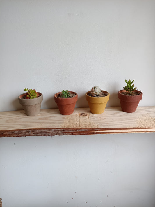 Mini vasos em barro com Suculenta – Pintado com Geotintas Naturais