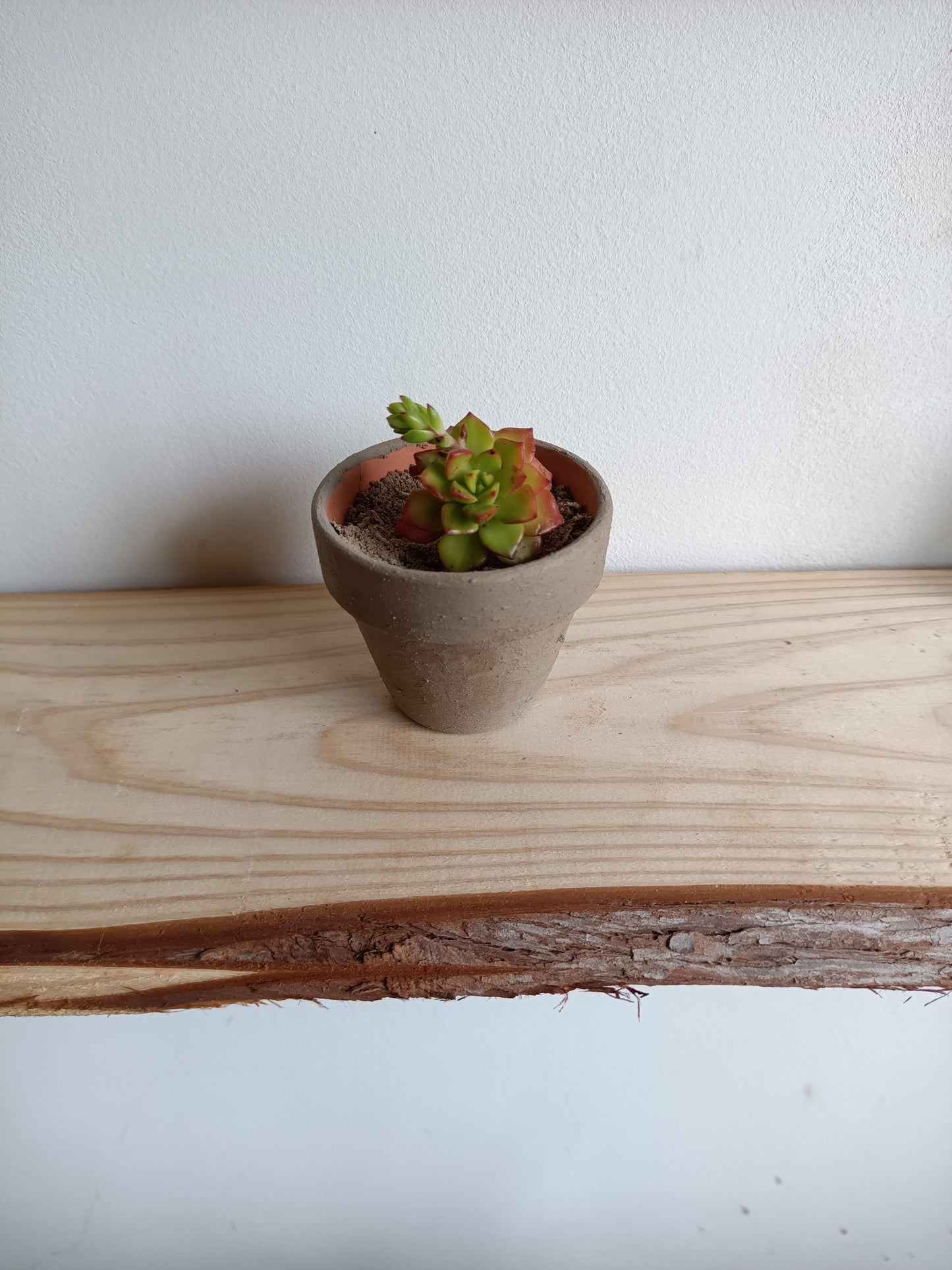 Mini vasos em barro com Suculenta – Pintado com Geotintas Naturais