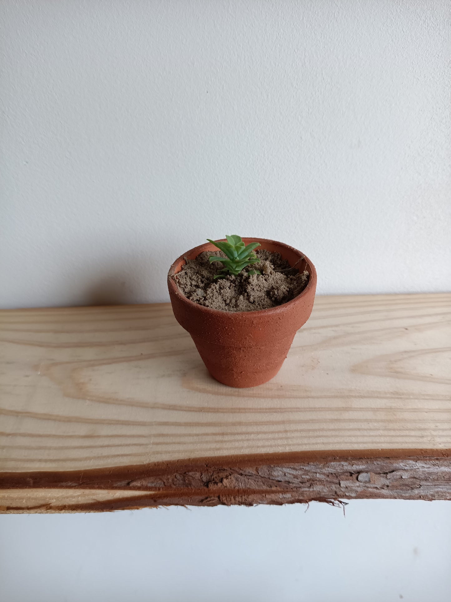 Mini vasos em barro com Suculenta – Pintado com Geotintas Naturais